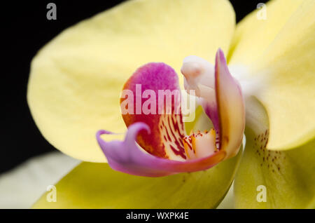 Orchidaceae, macro of an orchid flower with fine details Stock Photo
