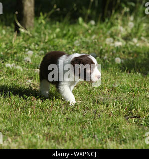 Beautiful bearded Collie running in the garden Stock Photo