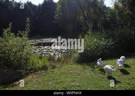 waterlilies in an alpine lake with gooses on the lawn along the shore Stock Photo