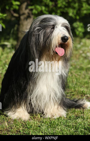 Amazing Bearded kollie looking in the garden Stock Photo