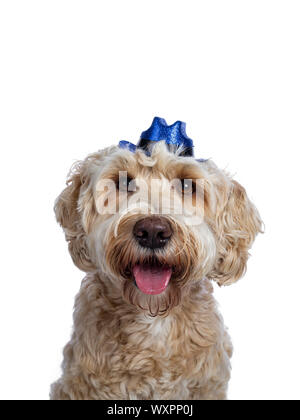 Head shot of sweet young adult female silky Labradoodle wearing blue cowboy hat, looking straight to camera with brown eyes. Isolated on white backgro Stock Photo