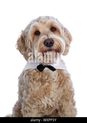 Head shot of sweet young adult female silky Labradoodle wearing gala collar and bow tie, looking straight to camera with brown eyes. Isolated on white Stock Photo