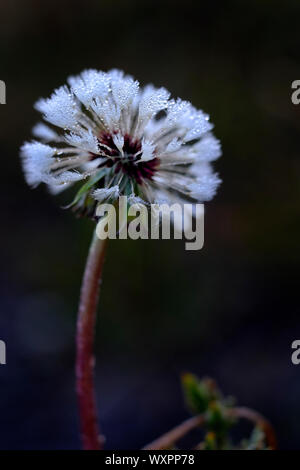 Dandylion closeup with dew drops frozen on seeds ice crystals Stock Photo