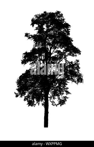 tree silhouettes beautiful on white background Stock Photo