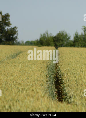 Field of arable crops, uk agricultural landscape Stock Photo