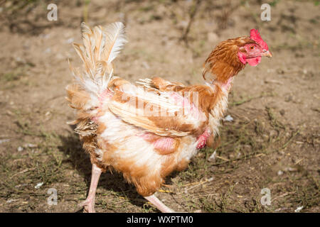 Brown plucked chicken hen Stock Photo
