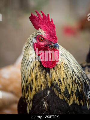 Portrait of a beautiful black golden colored chicken rooster Stock Photo