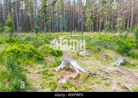 Cutting down trees. Sawn logs lying on the grass. Stock Photo