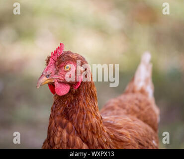 Portrait of a brown hybrid chicken hen Stock Photo