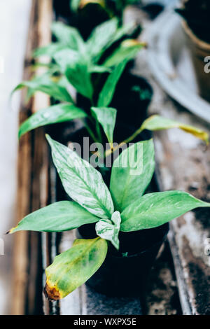 Potted young Chinese Evergreen plants (of Aglaonema genus) in a row. Portrait orientation. Selective focus. Stock Photo