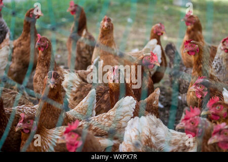 A flock of brown free range egg laying chicken hens, behind a fence Stock Photo