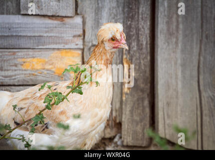 A wheat colored, crested Sulmtaler chicken hen - a critically endangered chicken breed from Austria Stock Photo