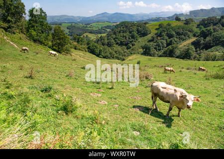 Happy cute brown cows enjoying in basque mountains, basque country ...