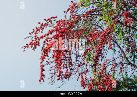 Red flowers blossom on big tree Stock Photo