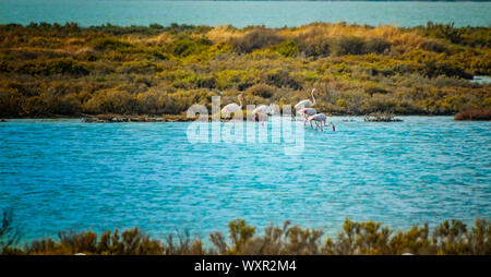 A group of pink flamingos walk in the water of the Mediterranean sea on the island of Sardinia, Italy. It is beautiful nature background Stock Photo