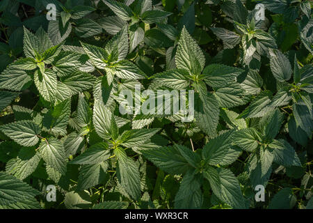 bush of common nettle Stock Photo