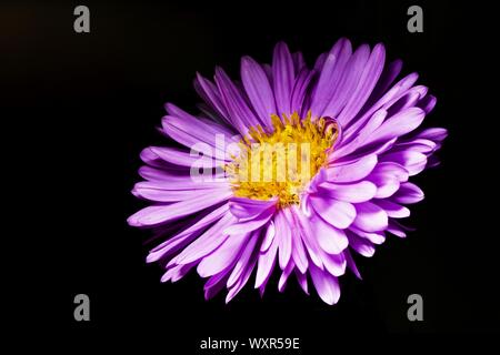 Beautiful Aster flower on a black background Stock Photo
