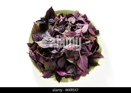 leaves of colored green and purple basil on a white background. Stock Photo