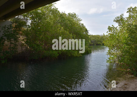 Green mangroves lining the Spanish Lagoon in Aruba. Stock Photo