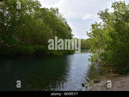 Spanish Lagoon flowing with mangroves in Aruba. Stock Photo