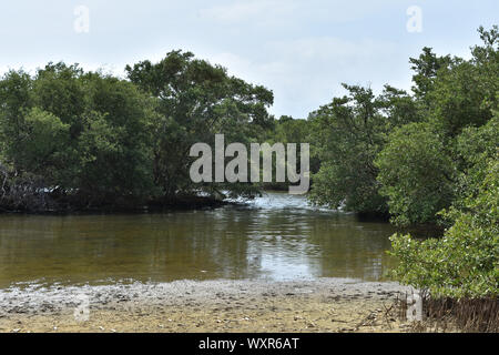 Tidal water flowing through the mangroves in the Spanish Lagoon in Aruba. Stock Photo