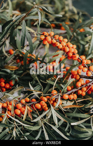 Ripe sea buckthorn berries on a branch with leaves on sackcloth rag over dark green concrete background, toned photo Stock Photo