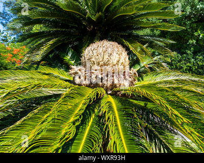 diagrama de cono hembra de cycas