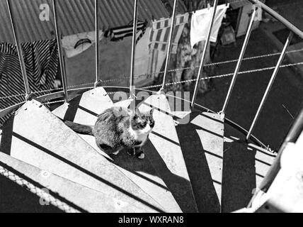 A cat on spiral, winding staircase, Tbilisi, the georgian capital - vintage architecture of the old town. Stock Photo