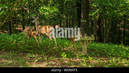 A female deer looking after three fawns in the woods with one of the fawns interested in the birdbath on a sunny afternoon in summer Stock Photo