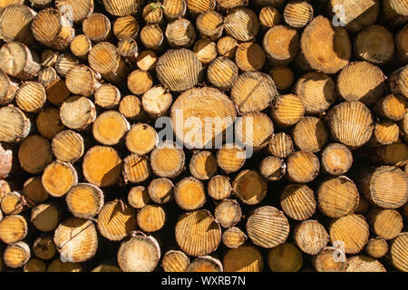 Cut down trees for forestry. Detailed warm dark brown and orange tones of a felled tree. Rough organic texture of tree rings with close up of end grai Stock Photo