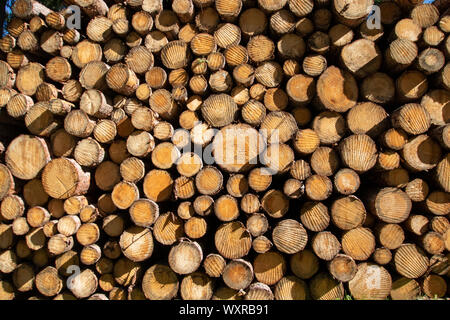 Cut down trees for forestry. Detailed warm dark brown and orange tones of a felled tree. Rough organic texture of tree rings with close up of end grai Stock Photo