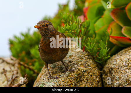 A young or juvenile European Robin (Erithacus rubecula) bird, Isles of Scilly, Cornwall, England, UK Stock Photo
