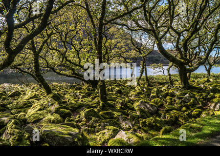 Walk from Llyn Bychan, Roman Steps and Llyn Du to Rhinog Fawr. Stock Photo