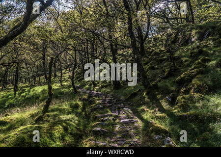 Walk from Llyn Bychan, Roman Steps and Llyn Du to Rhinog Fawr. Stock Photo