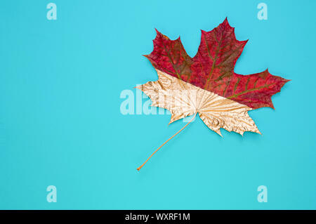 Maple leaf half painted in gold color on a blue background. Copy space. Flat lay. Stock Photo