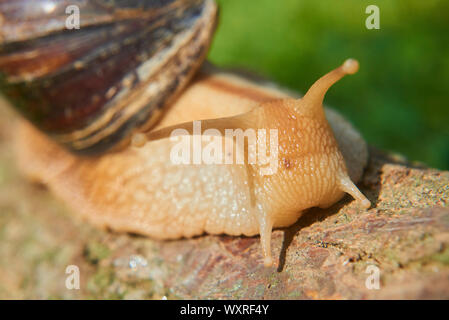Snail crawling over old wood trunk. Selective focus. Low depth of field Stock Photo