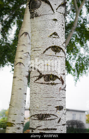 Grey poplar (Populus x canescens). Tree with eyes. Stock Photo