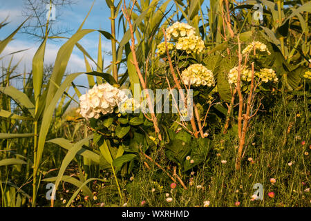 Bushes of a white hortensia (hydrangea) growing on a meadow, together with other plants. Golden hour light. Sao Miguel, Azores Islands, Portugal. Stock Photo