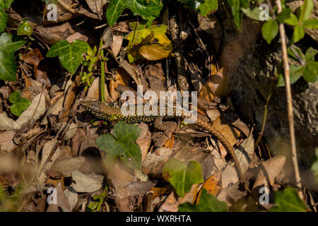 Common Wall Lizard on a dry stone wall near Durlston Castle in Durlston Country Park, Swanage, Dorset, UK. Stock Photo