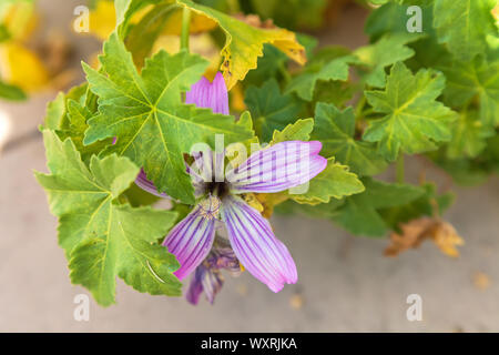 Purisima tree mallow flower, Malva assurgentiflora x purisima Stock Photo