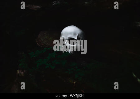 White human skull in a dark forest nook, spooky and mysterious, Halloween concept Stock Photo