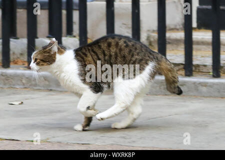 Larry, the 10 Downing Street cat and Chief Mouser to the Cabinet Office seen in Downing Street just before the cabinet Ministers leave after attending the weekly cabinet meeting. Stock Photo