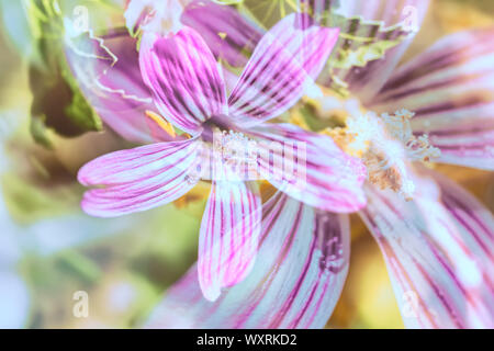 Double exposure presentation of a Purisima tree mallow flower , Malva assurgentiflora x purisima Stock Photo