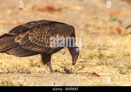 A turkey vulture (Cathartes aura) feeds on a road killed rabbit, San Olivos, California, USA Stock Photo