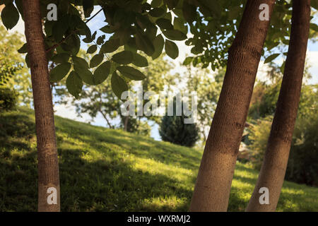 Selective focus on one of three walnut trees and beautifully lit grass and bushes at a blurred background Stock Photo
