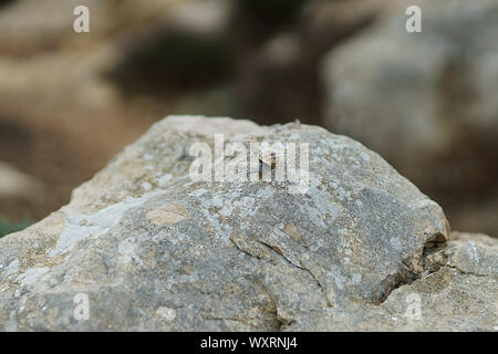 Eobania vermiculata - chocolate-band snail on the rock in Sardinia, Italy Stock Photo