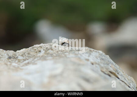 Eobania vermiculata - chocolate-band snail on the rock in Sardinia, Italy Stock Photo