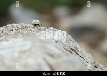 Eobania vermiculata - chocolate-band snail on the rock in Sardinia, Italy Stock Photo