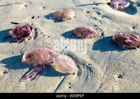 Jellyfish washed up on Playa de Llevant, changes in temperature and global warming is causing influx of jellyfish, Formentera, Balearic Islands, Spain Stock Photo