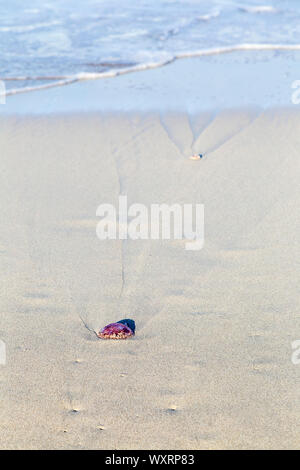 Jellyfish washed up on Playa de Llevant, changes in temperature and global warming is causing influx of jellyfish, Formentera, Balearic Islands, Spain Stock Photo